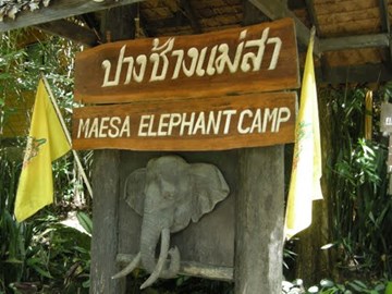 مخيم الفيلة مايس