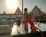 Horus Guest House Pyramids View Horus Guest House Pyramids View