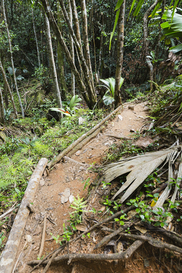 مسلك كابوليا مسلك كابوليا