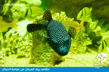 غواصة الحيتان غواصة الحيتان