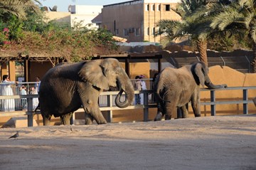 جزيرة الشراع